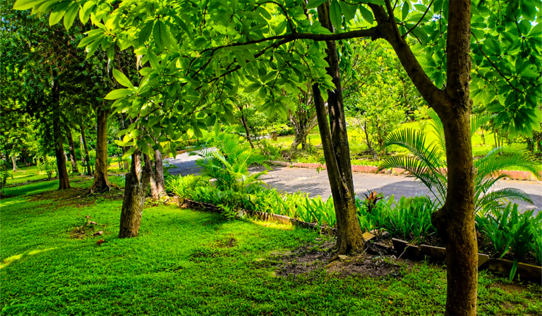 Trees